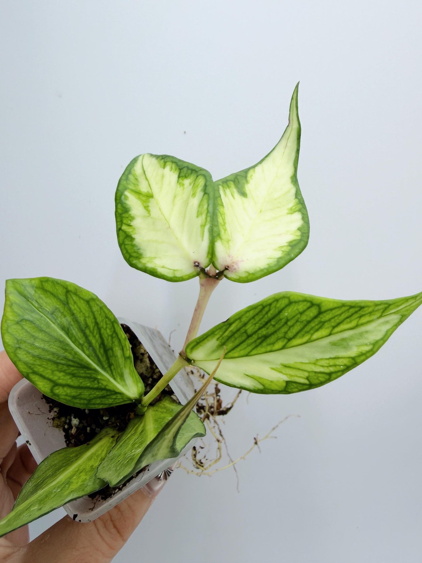 Hoya Polyneura Inner Variegated