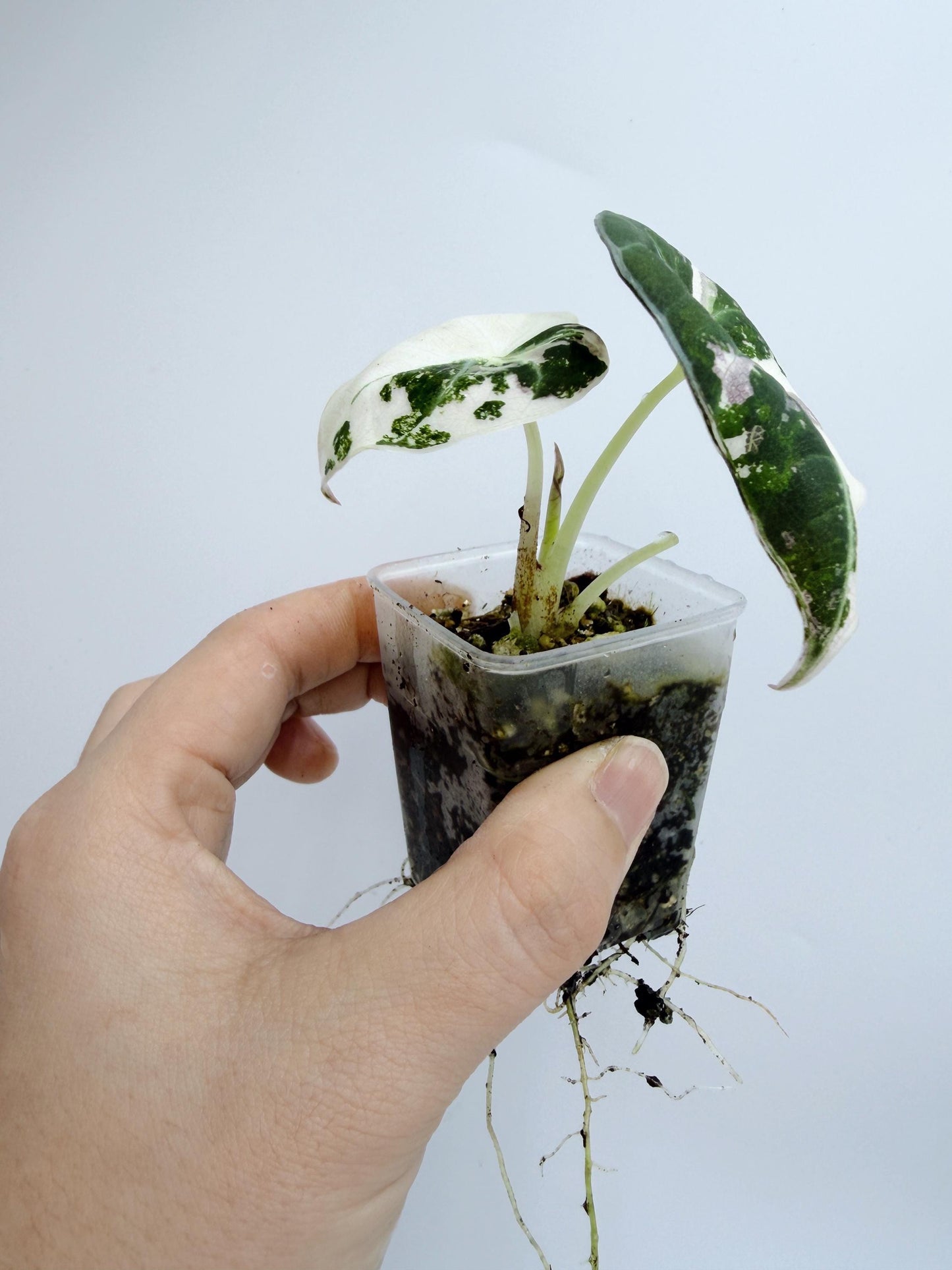 Alocasia Black Velvet Pink Variegated