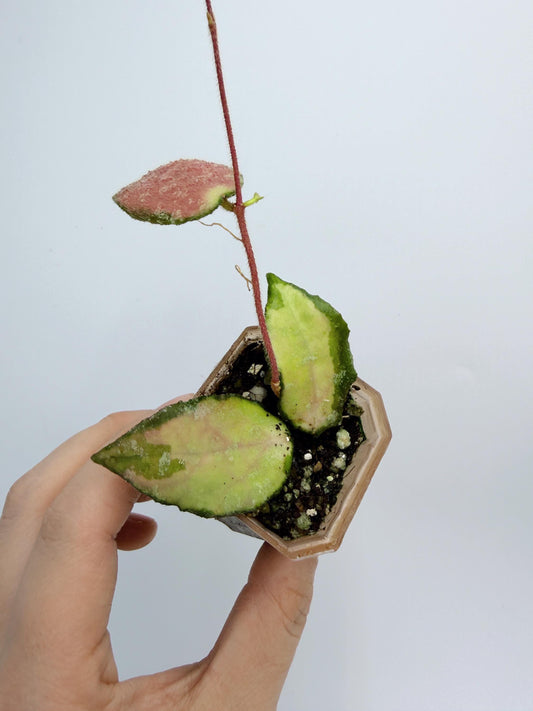 Hoya Caudata Inner Variegated