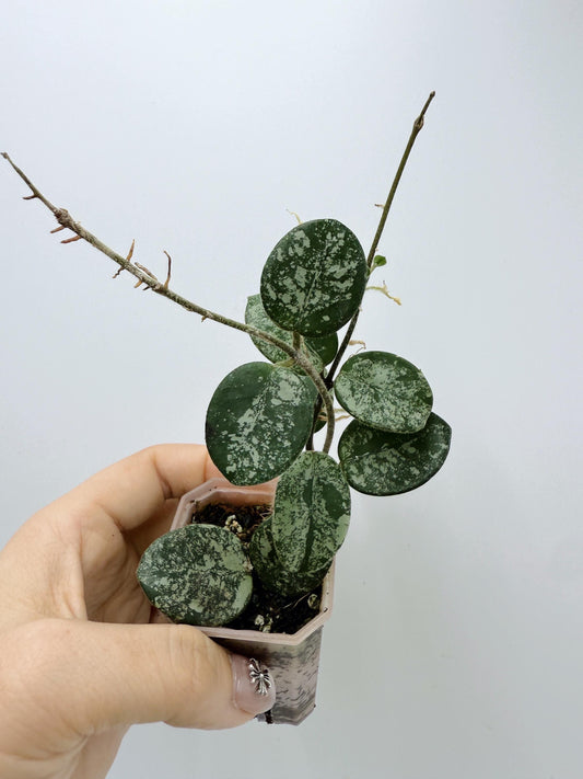 Hoya Mathilde Splash