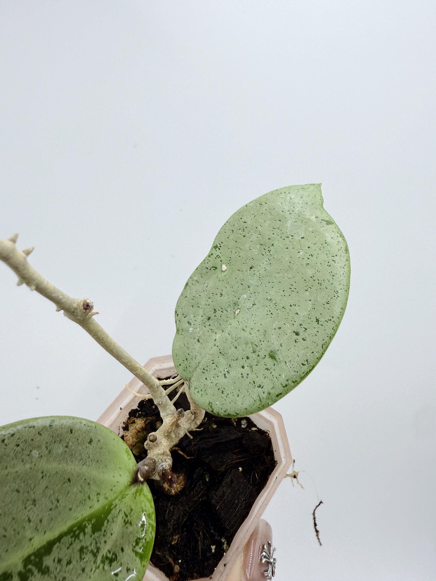 Hoya Verticillata Heart Leaves Silver