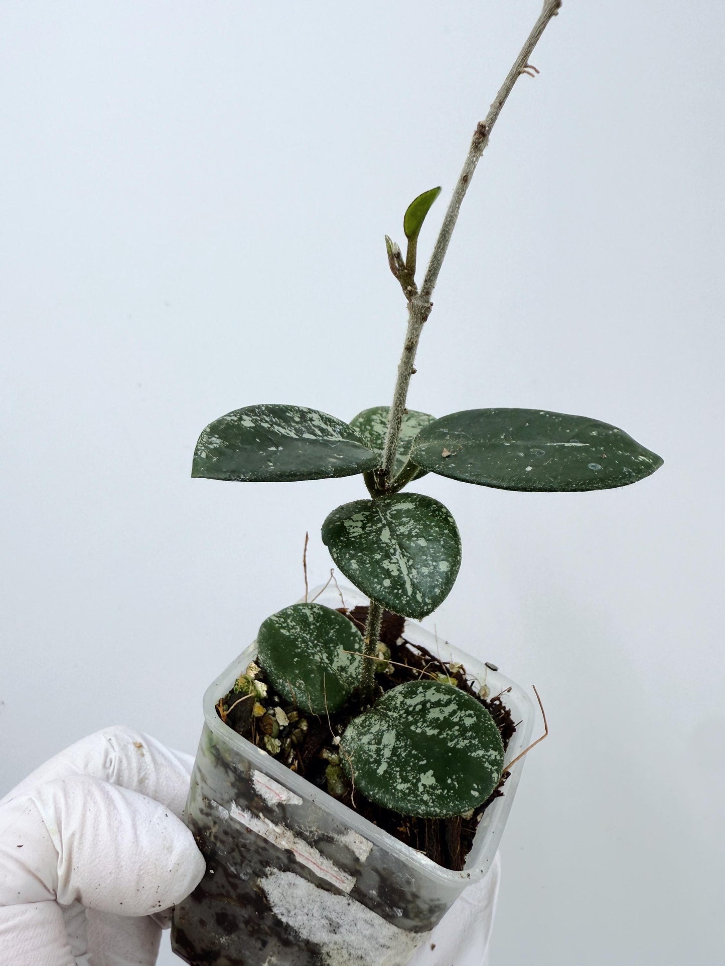 Hoya Mathilde Splash