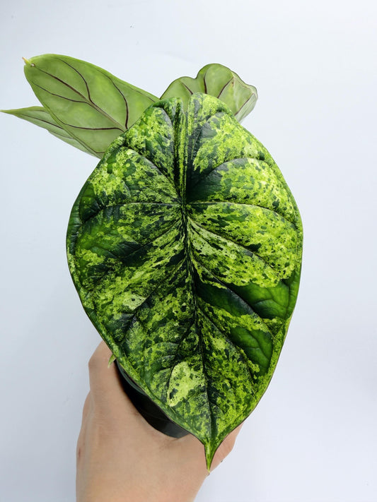 Alocasia Dragon Scale Mint