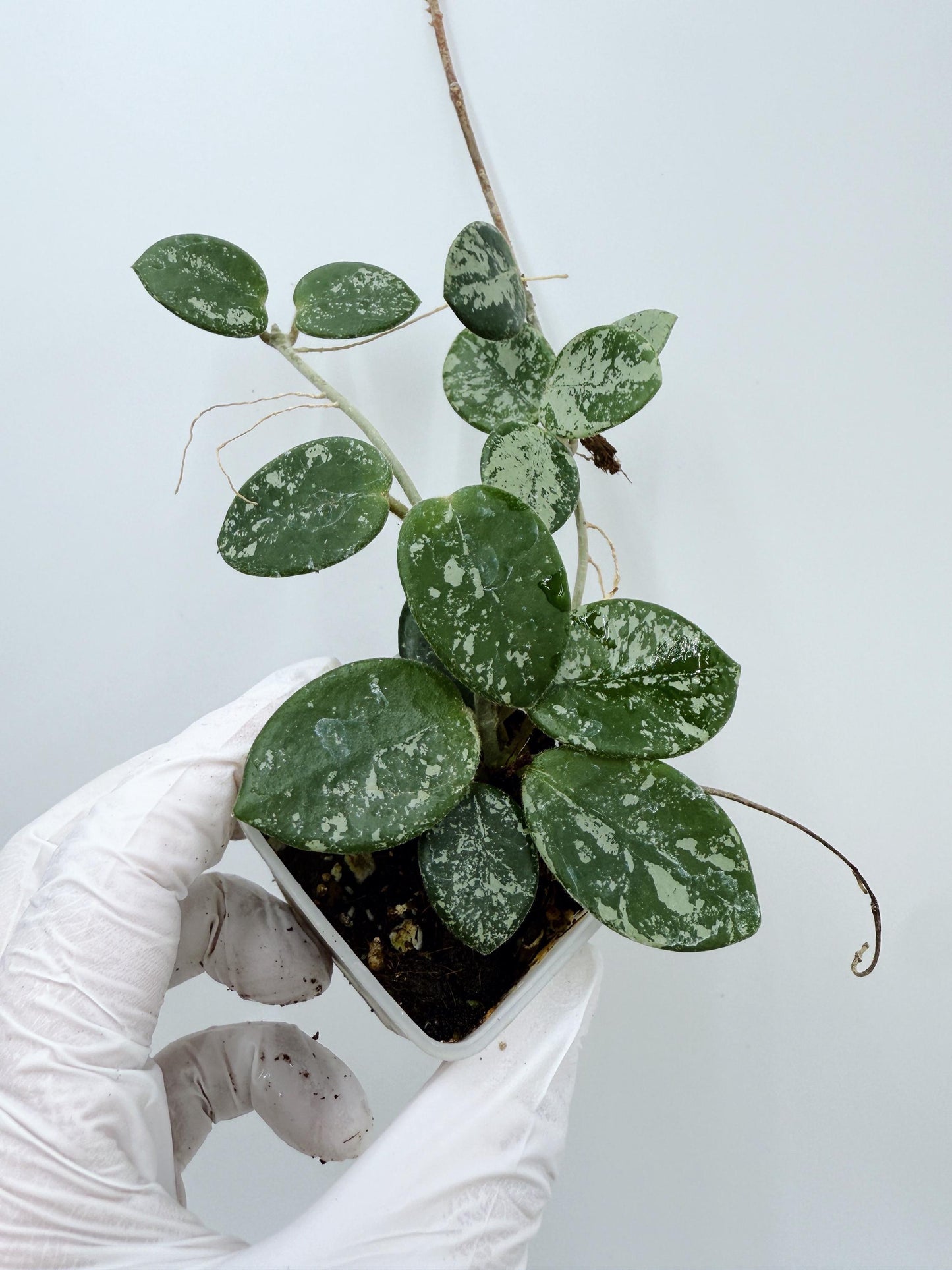 Hoya Mathilde Splash