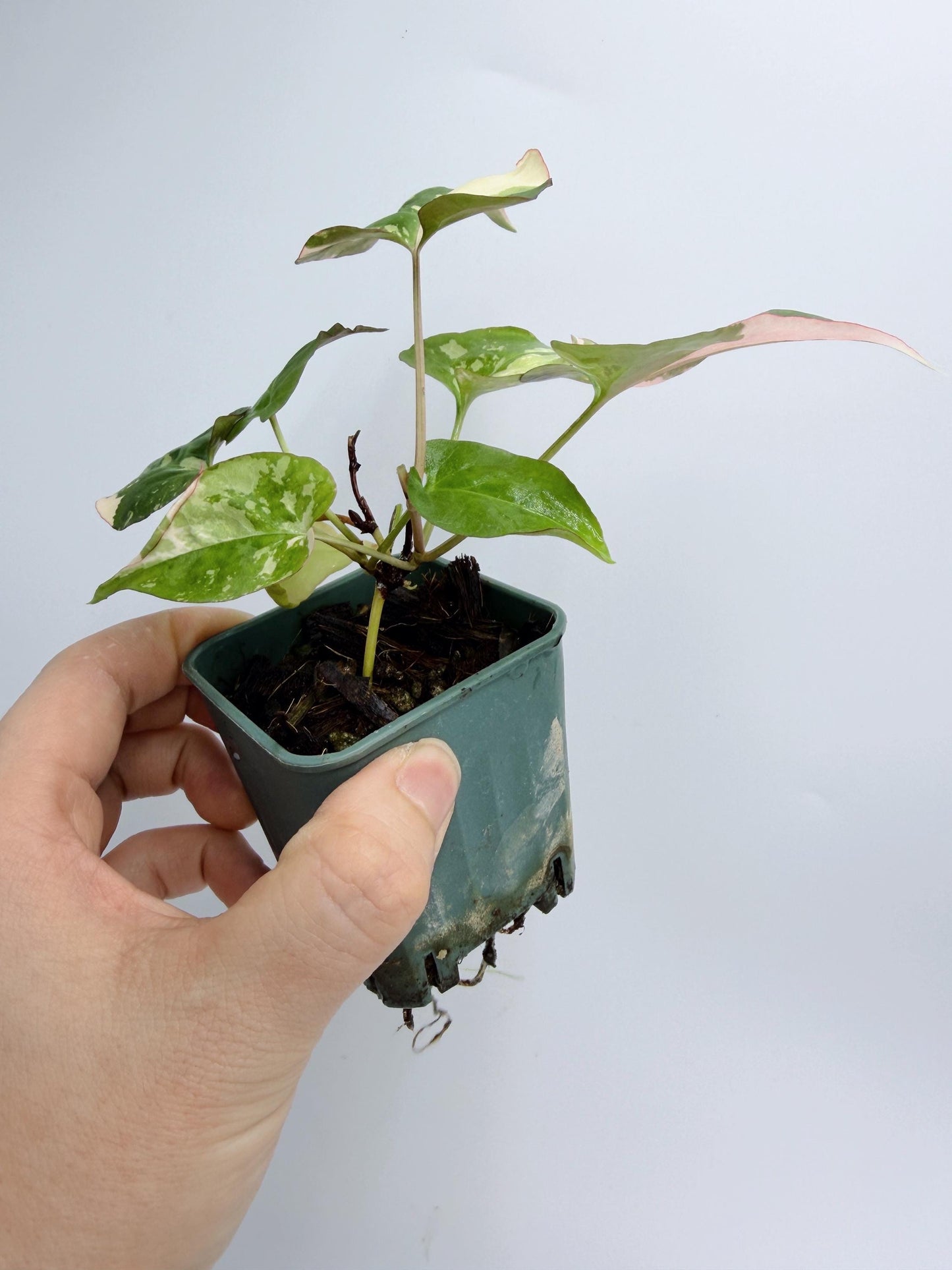 Fallopia Multiflora Variegated