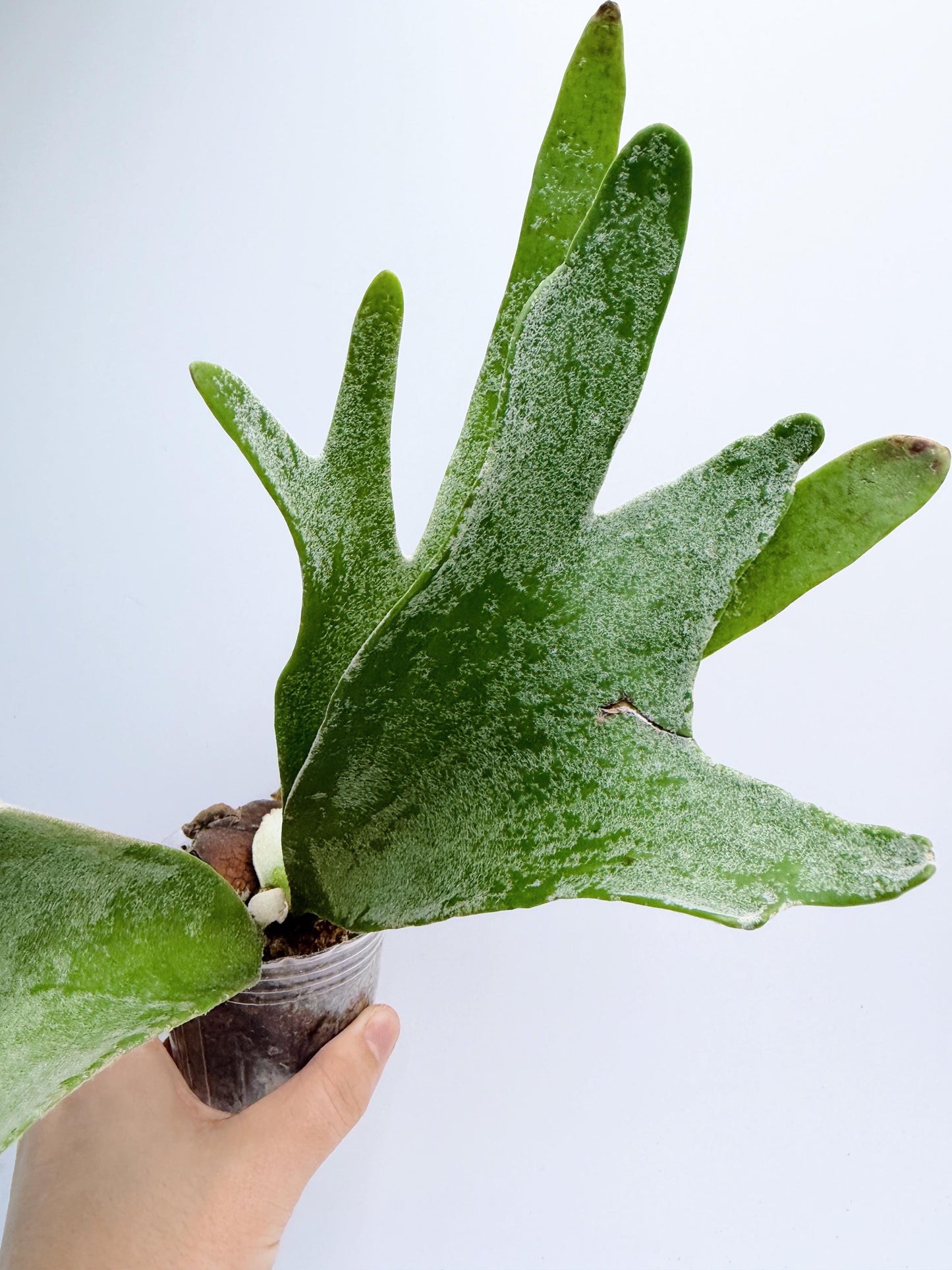Platycerium Redleyi 'fine stem'