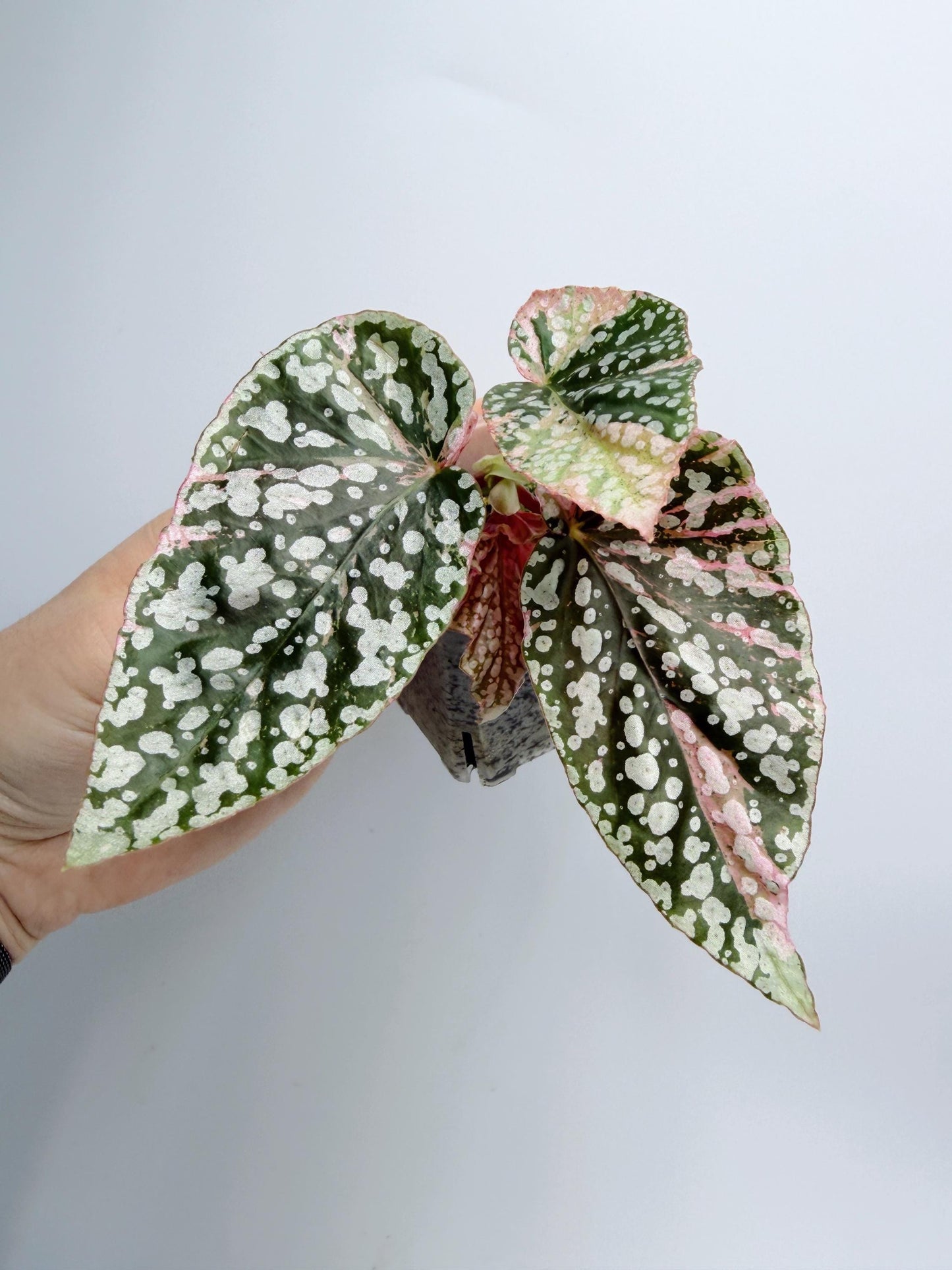 Begonia Snow Capped Variegated