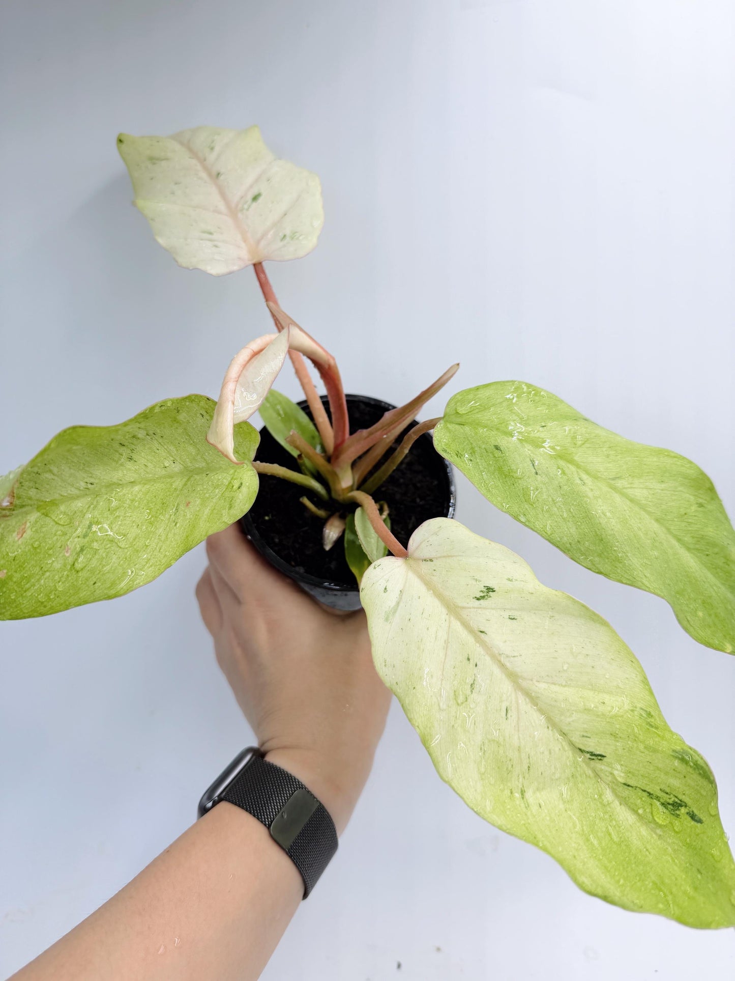 Philodendron Snow Drift
