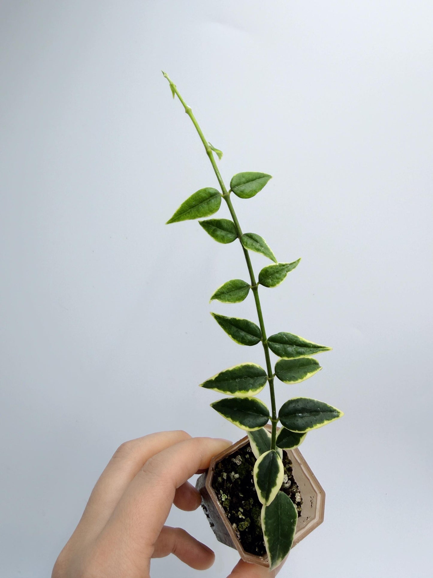 Hoya Bella Outer Variegated