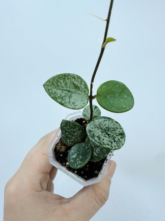 Hoya Mathilde Splash