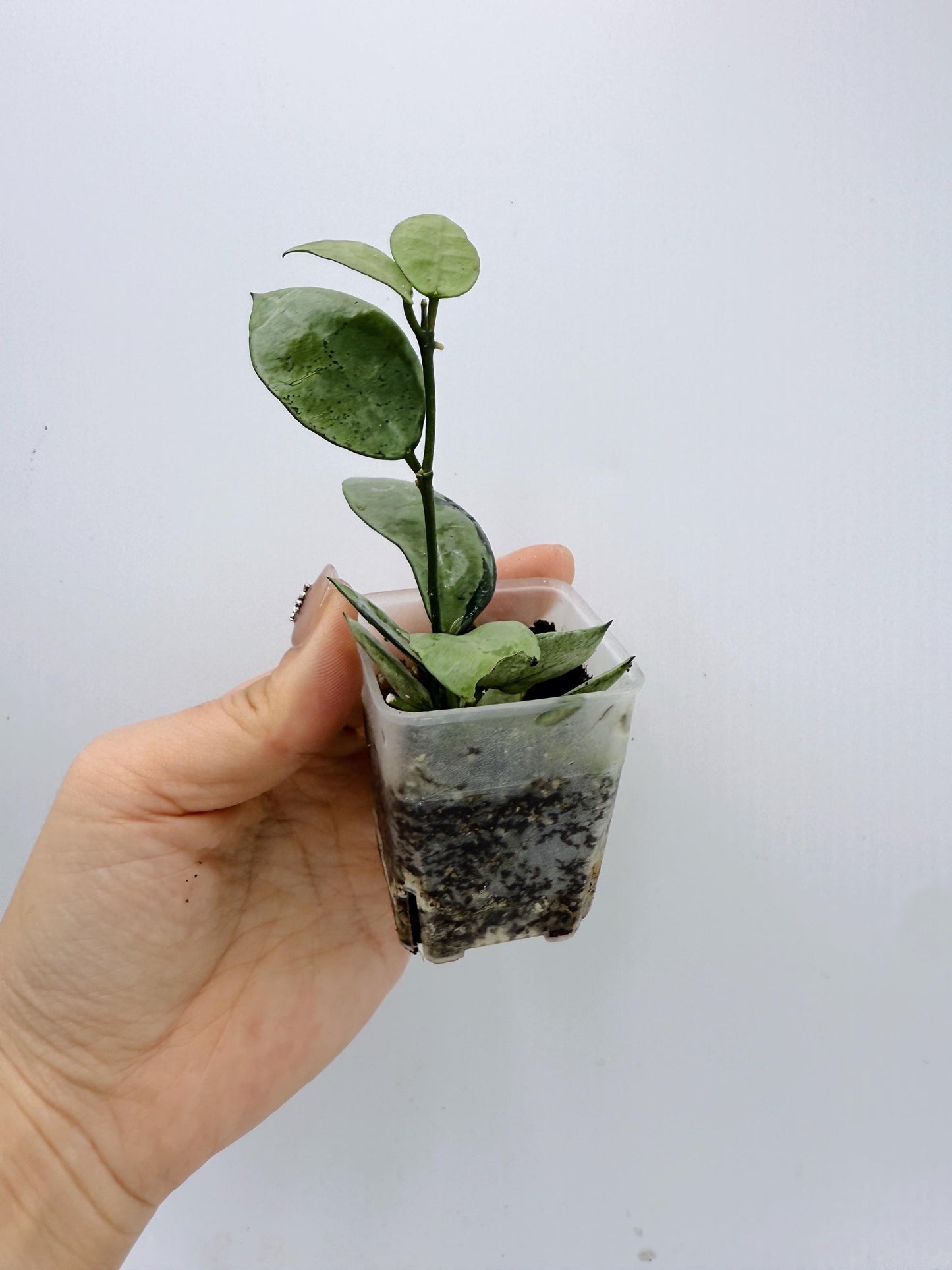 Hoya Lacunosa Silver Mint Coin