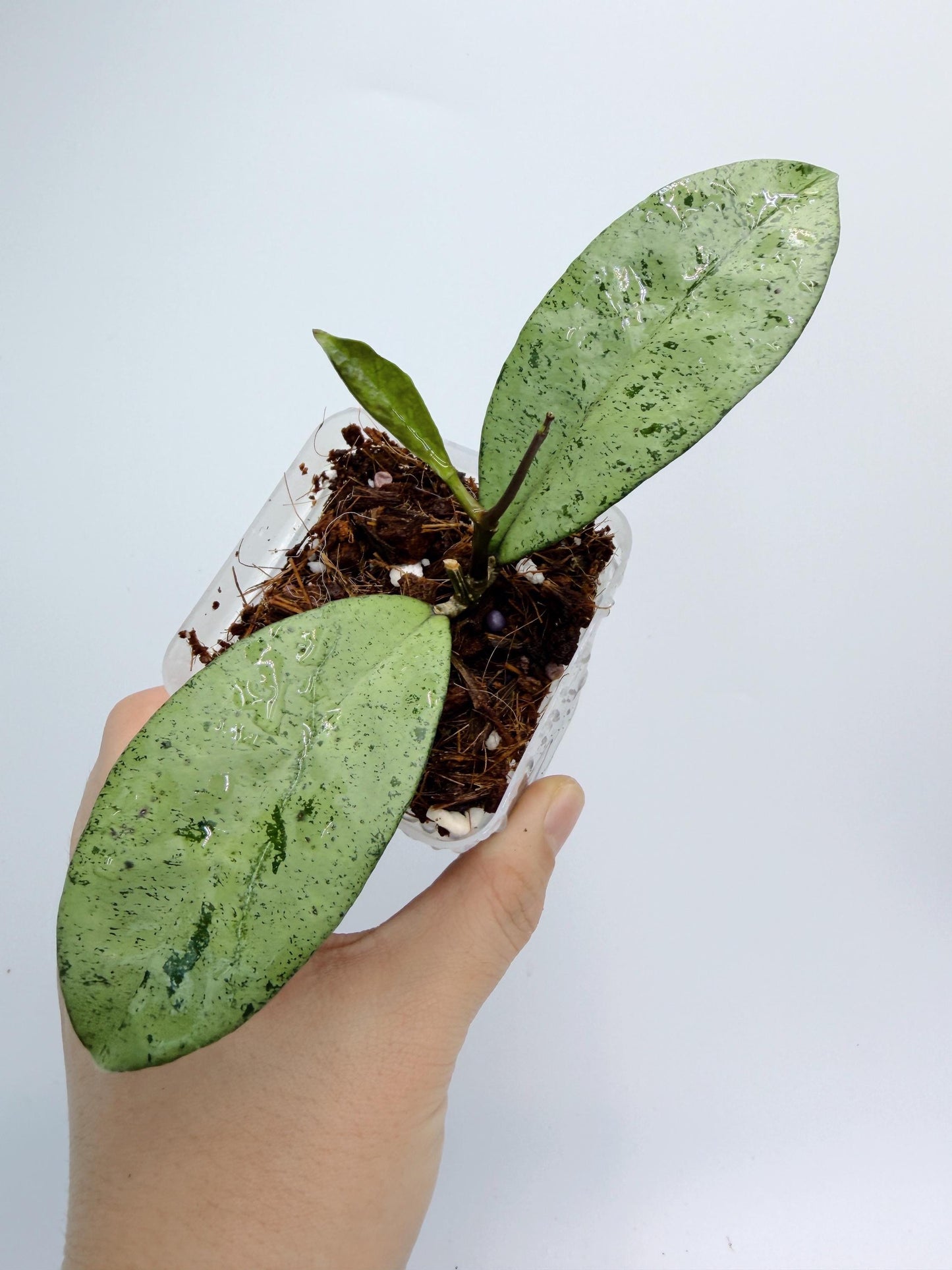 Hoya Crassipetiolata x Michele - High Silver