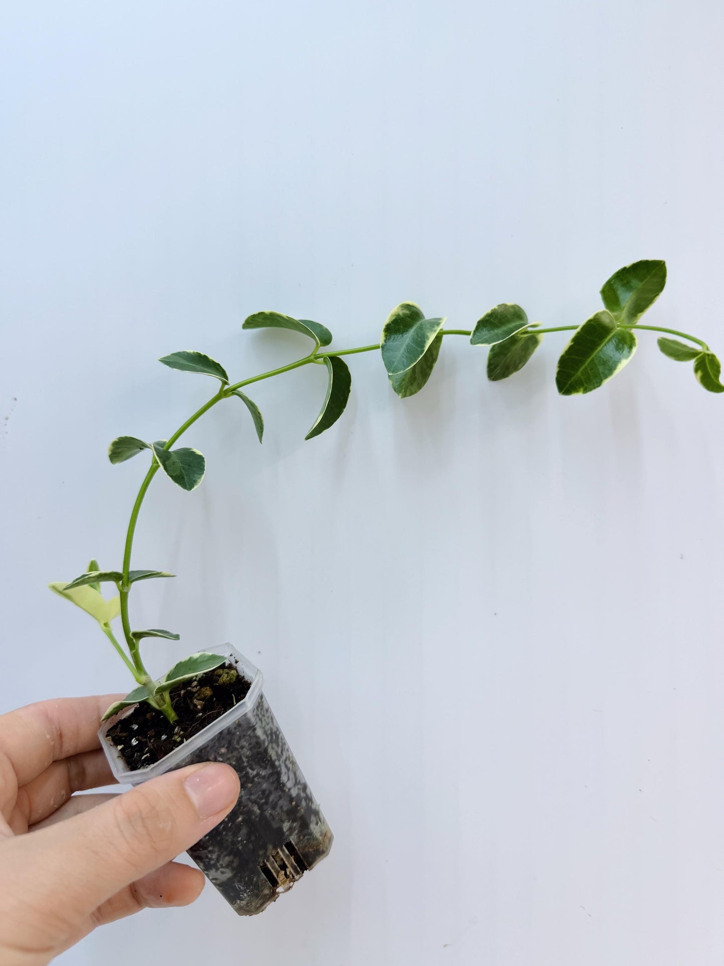 Hoya Cumingiana Albo