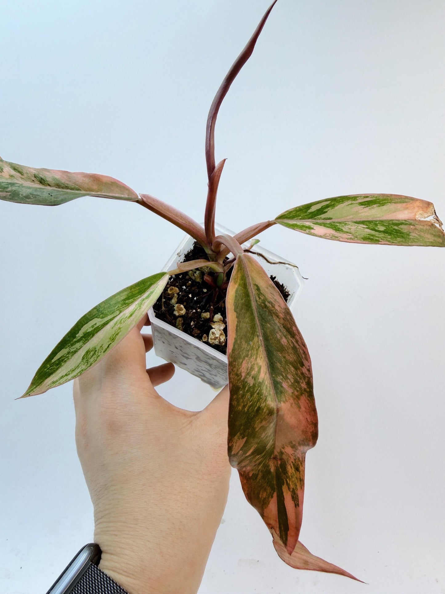 Philodendron Caramel Marble