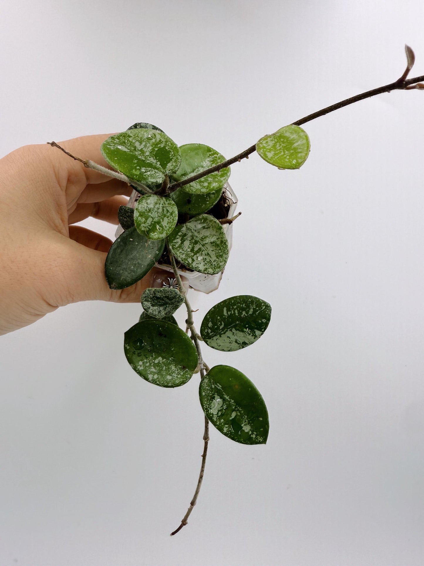 Hoya Mathilde Splash