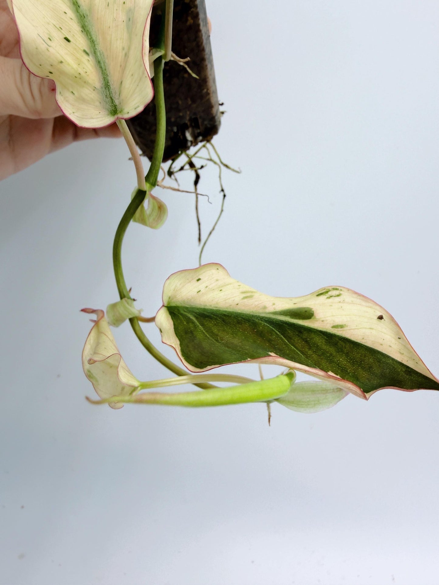 Philodendron Mican Mint Variegated