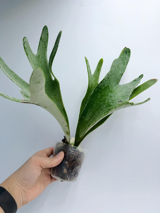 Platycerium Redleyi 'fine stem'