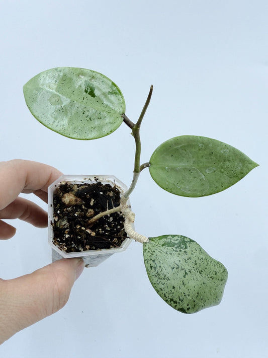 Hoya Verticillata Heart Leaves Silver