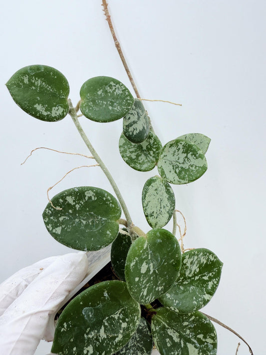 Hoya Mathilde Splash