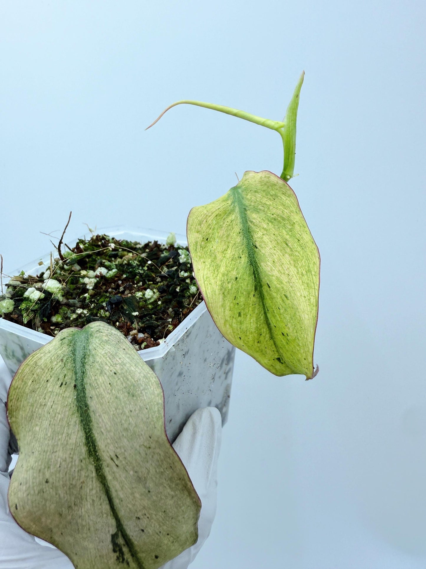 Philodendron Mican Mint Variegated