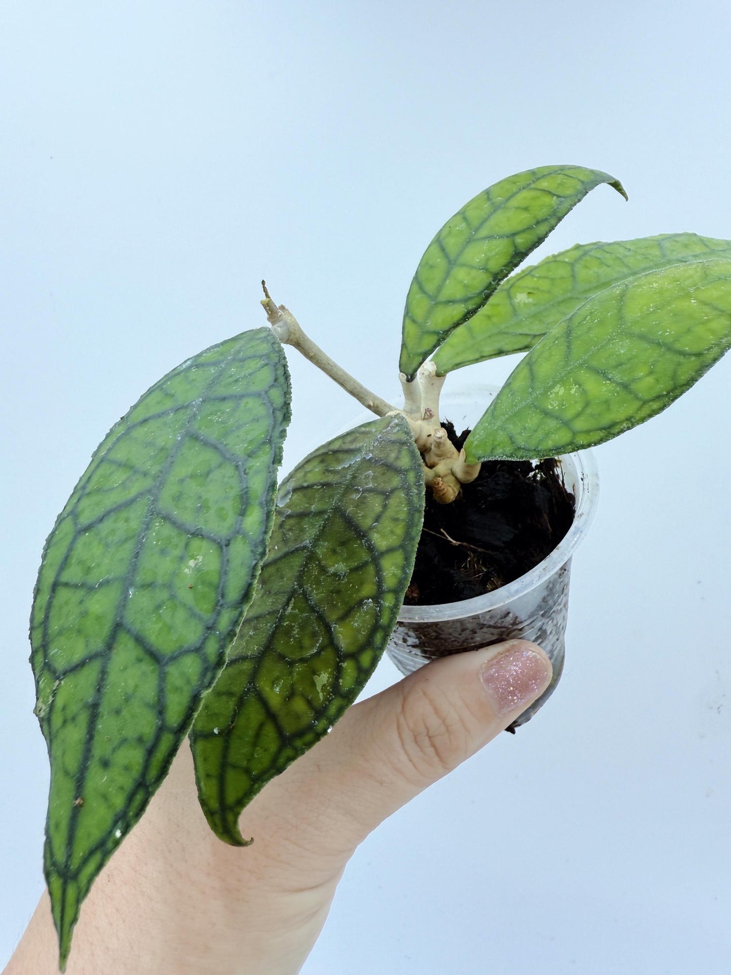Hoya Callistophylla