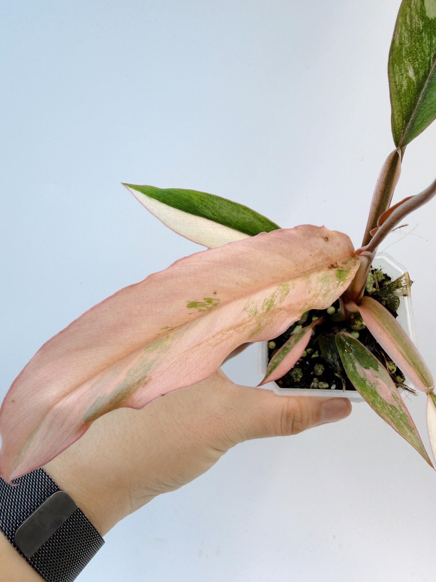 Philodendron Caramel Marble