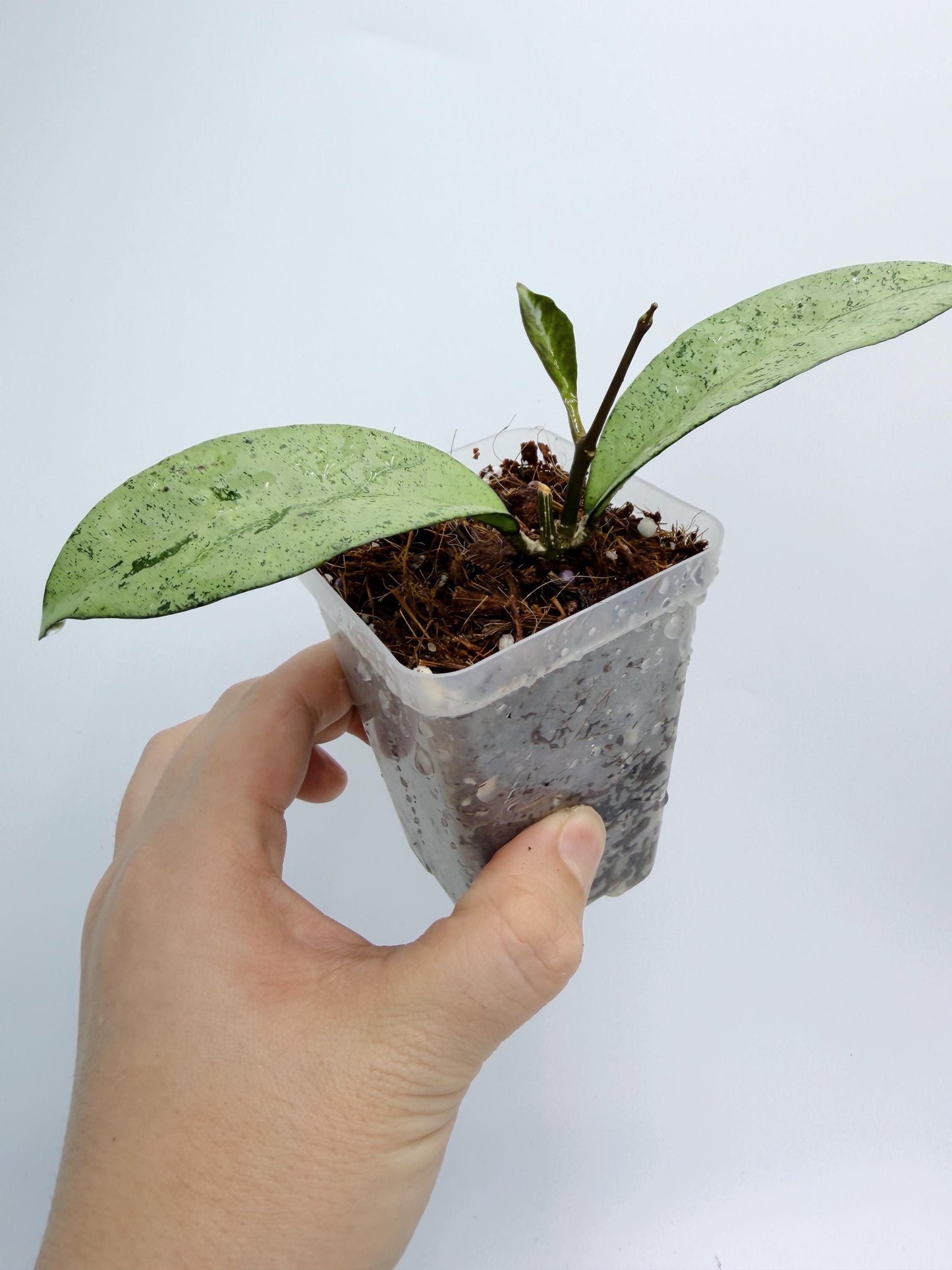 Hoya Crassipetiolata x Michele - High Silver