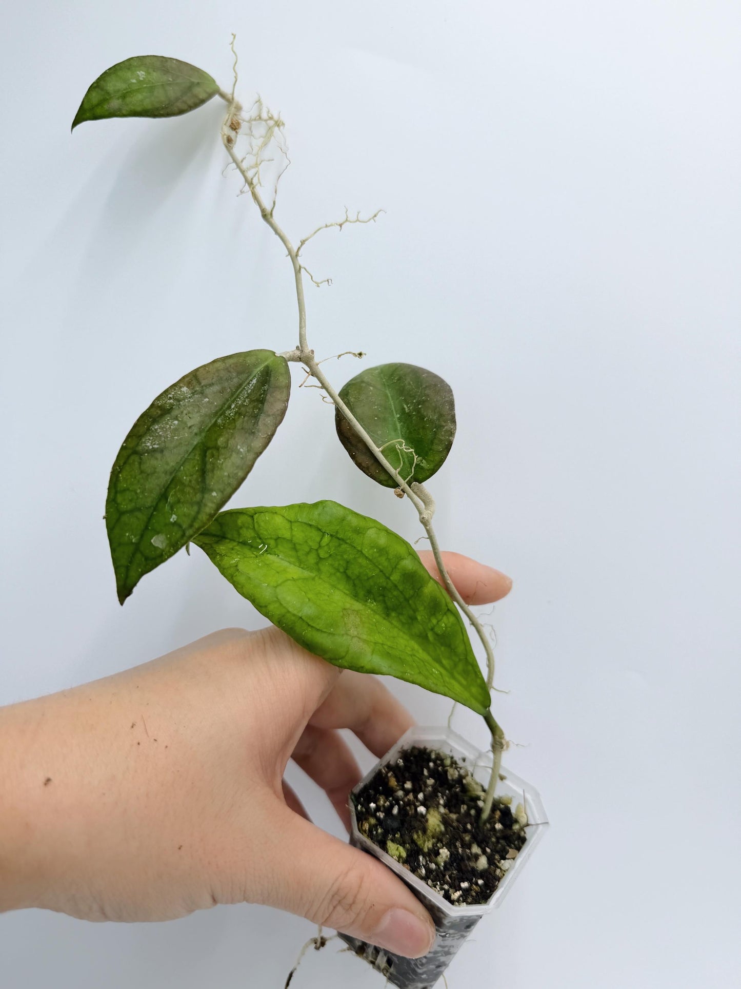 Hoya Tequila Sunrise