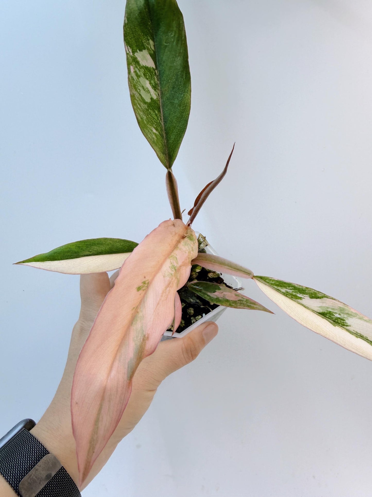 Philodendron Caramel Marble