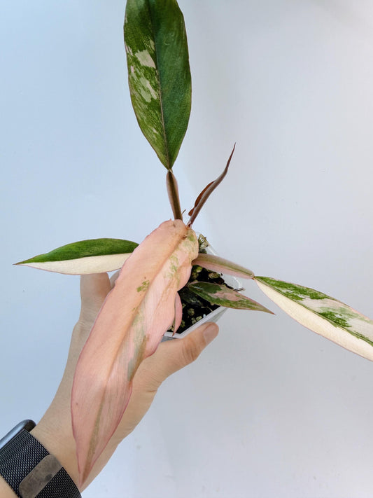 Philodendron Caramel Marble