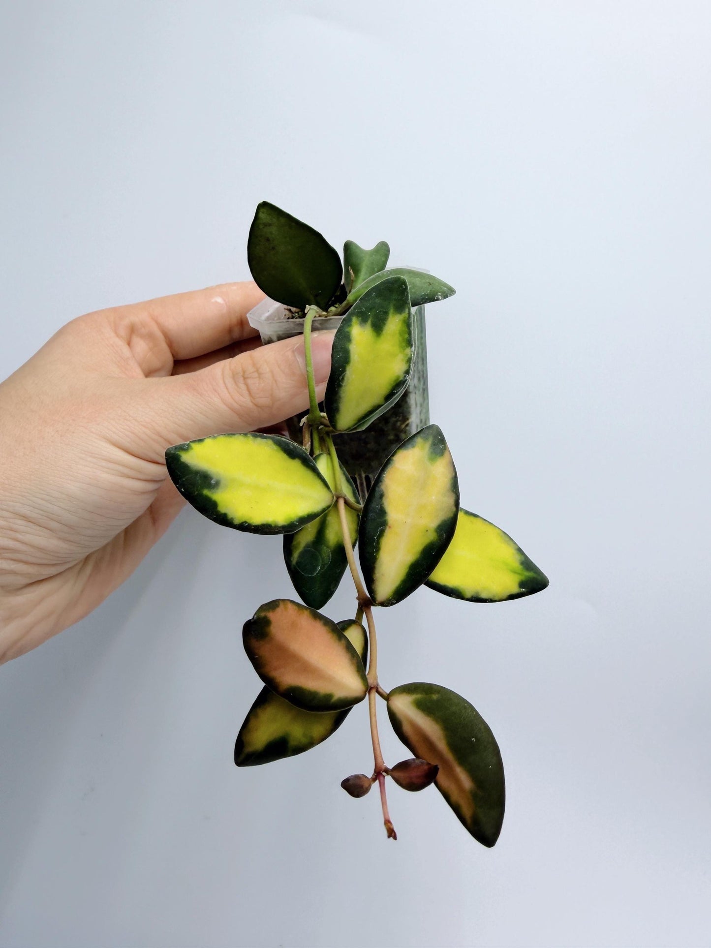 Hoya Burtoniae Variegated