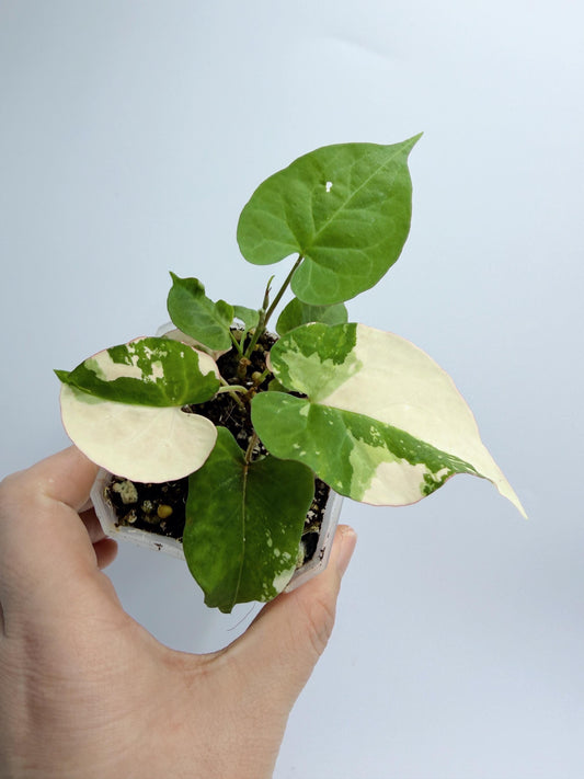 Fallopia Multiflora Variegated