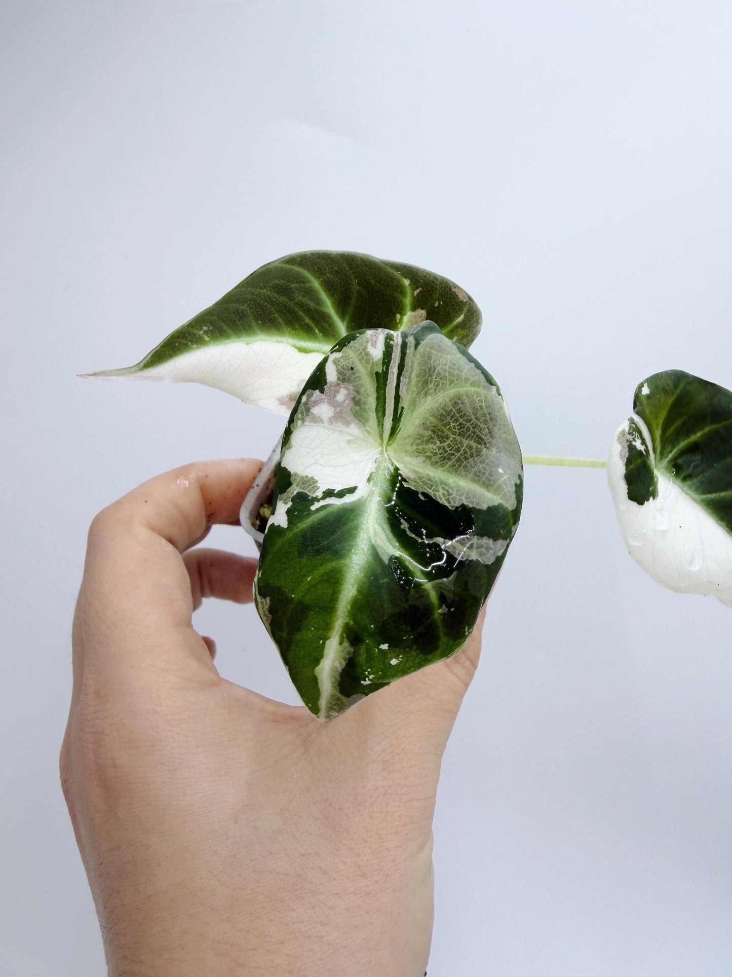 Alocasia Black Velvet Pink Variegated