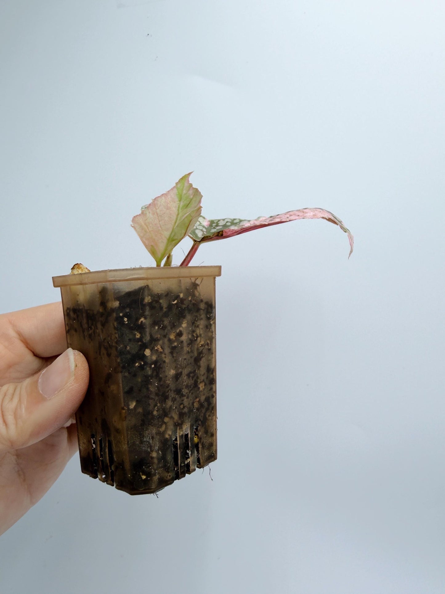 Begonia Snow Capped Variegated