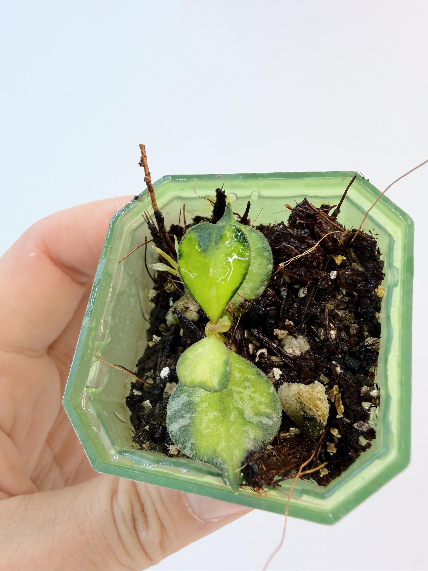 Hoya Curtisii Variegated
