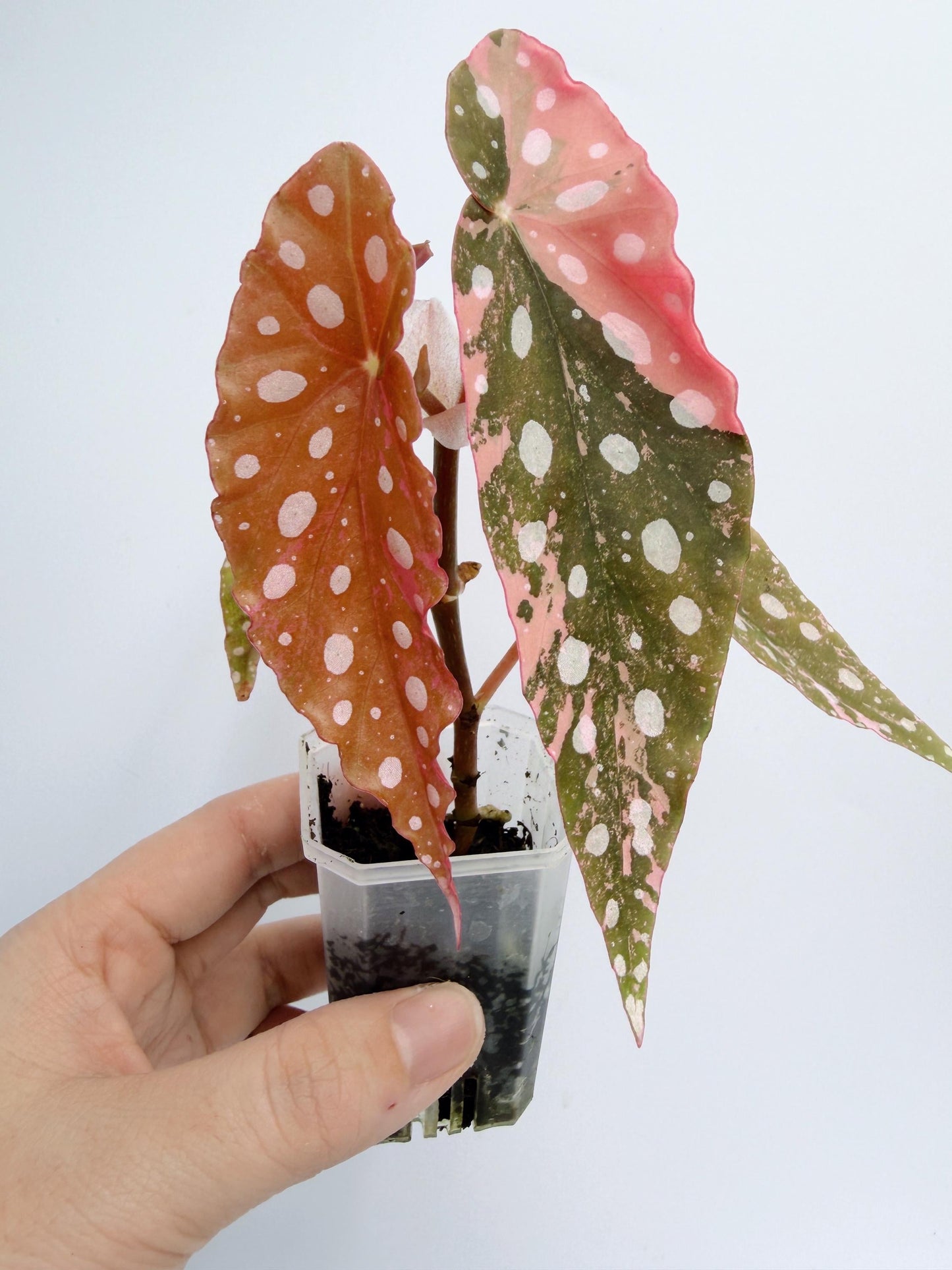Begonia Maculata Pink Variegated