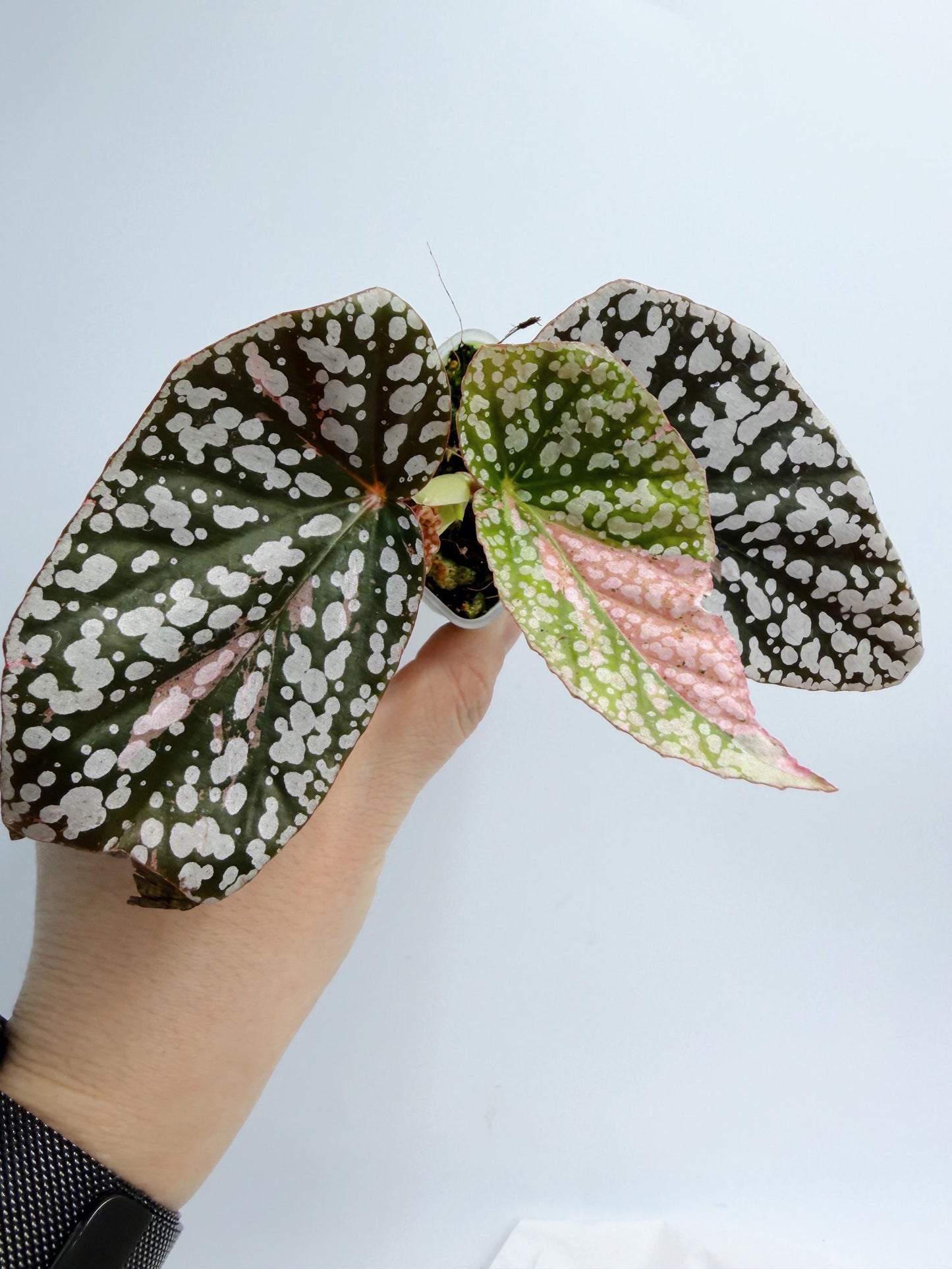 Begonia Snow Capped Variegated