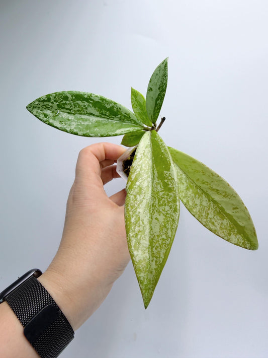 Hoya Pubicalyx Pink Silver Ghost