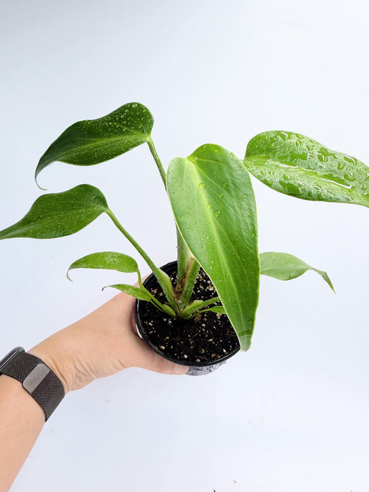 Monstera Burle Marx Flame