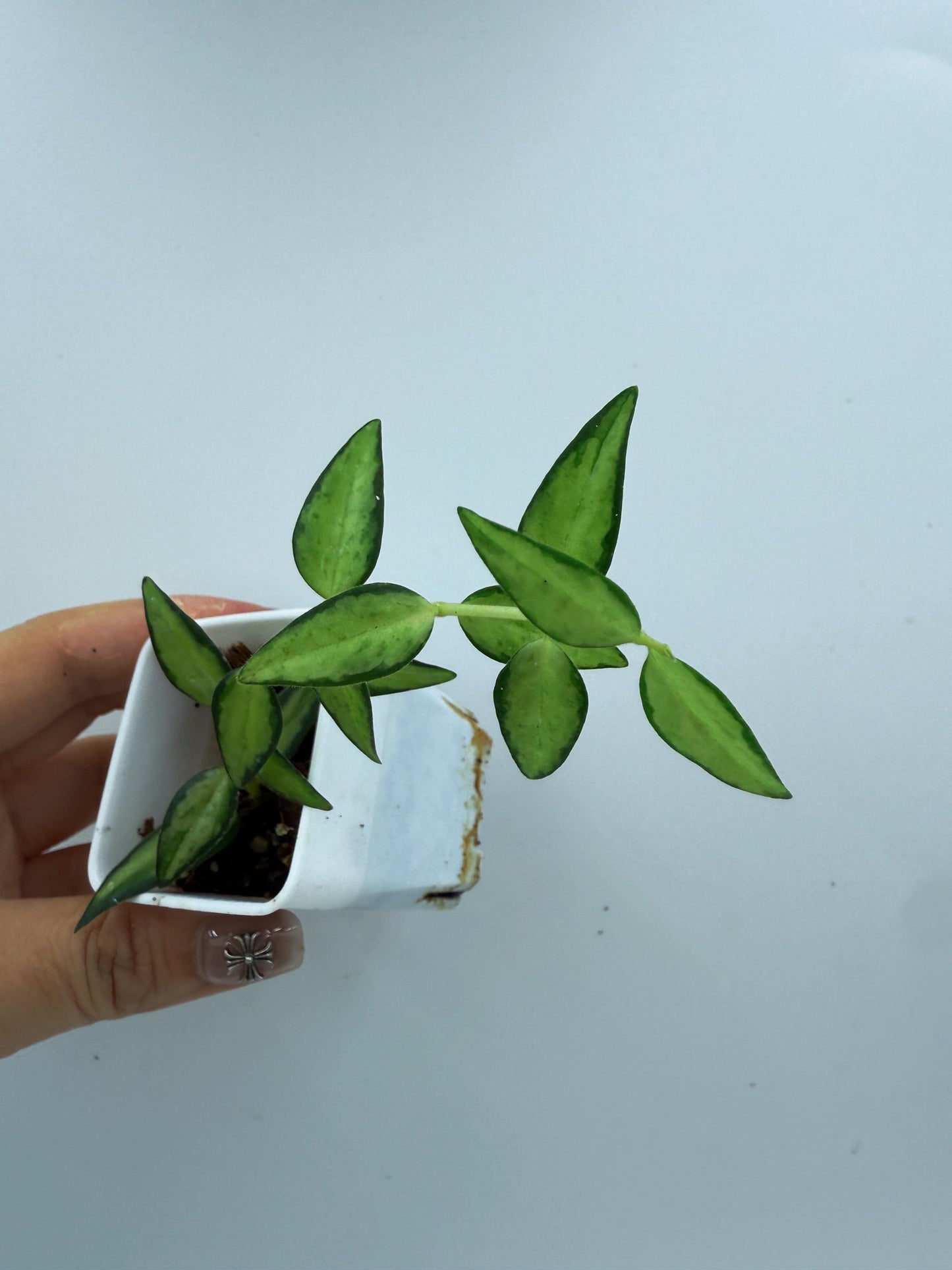 Hoya Bella Inner Variegated