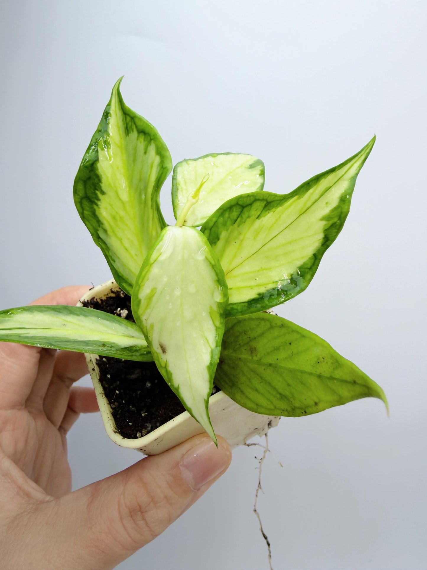 Hoya Polyneura Inner Variegated