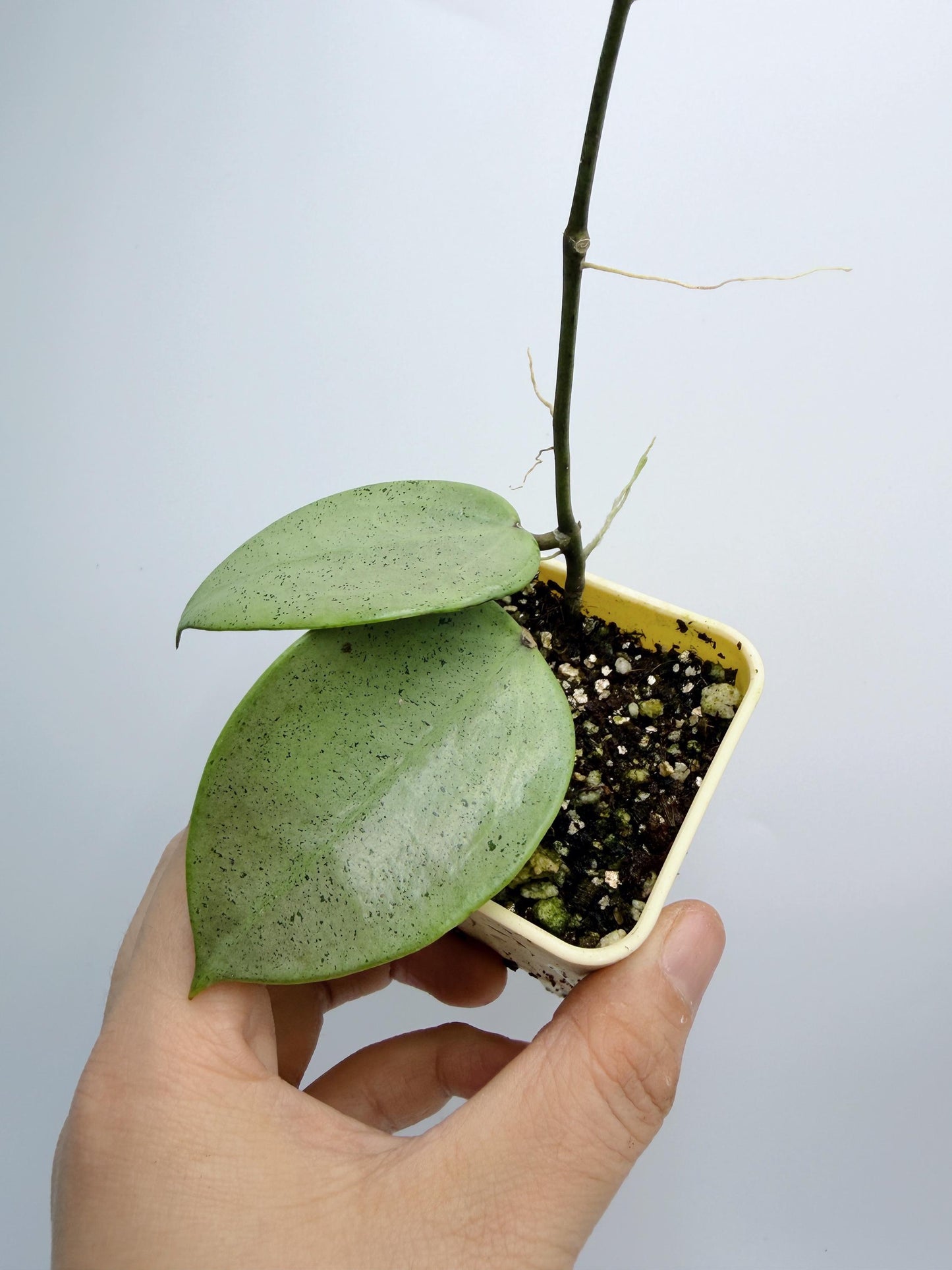 Hoya Verticillata Heart Leaves Silver
