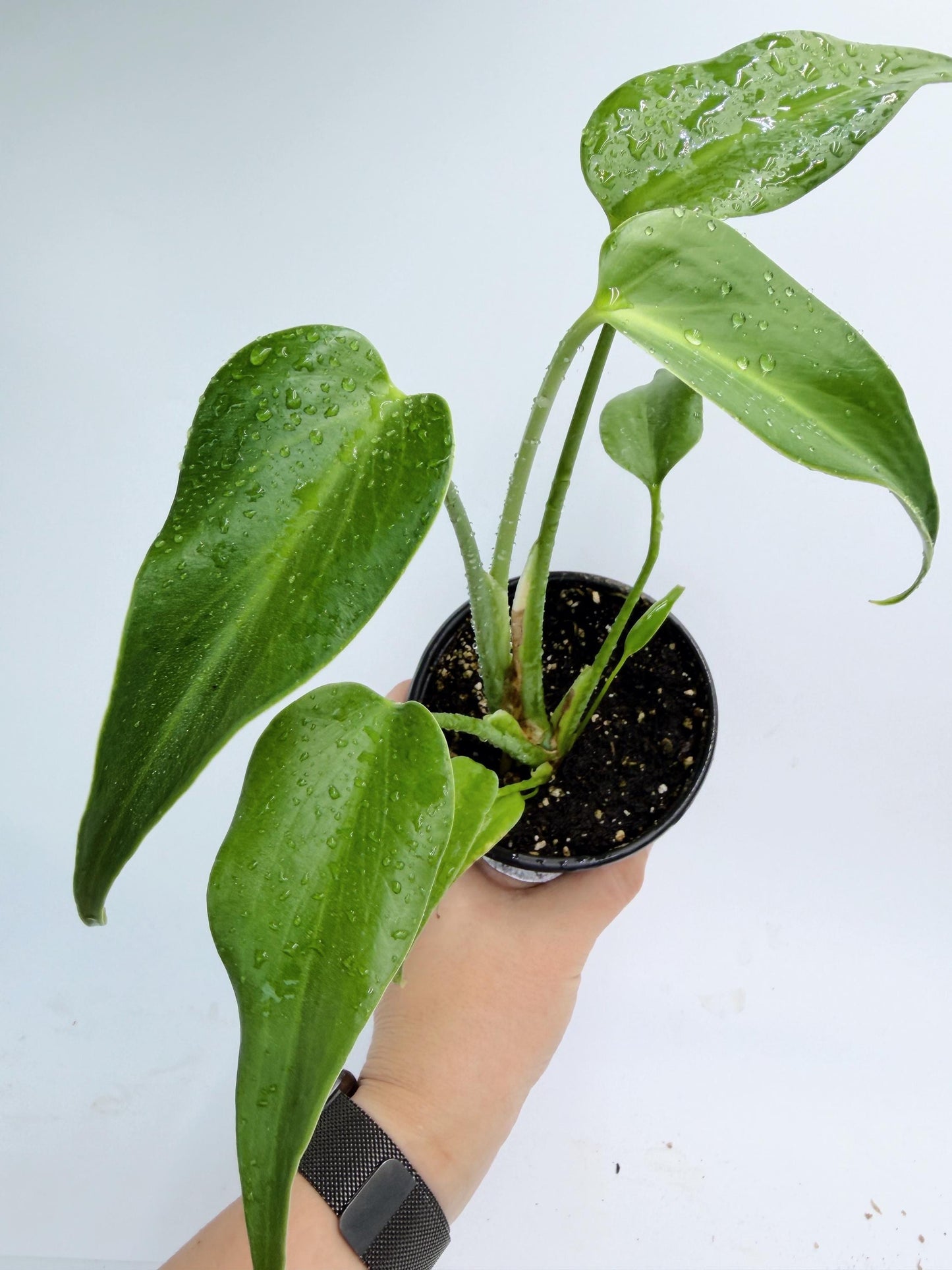 Monstera Burle Marx Flame