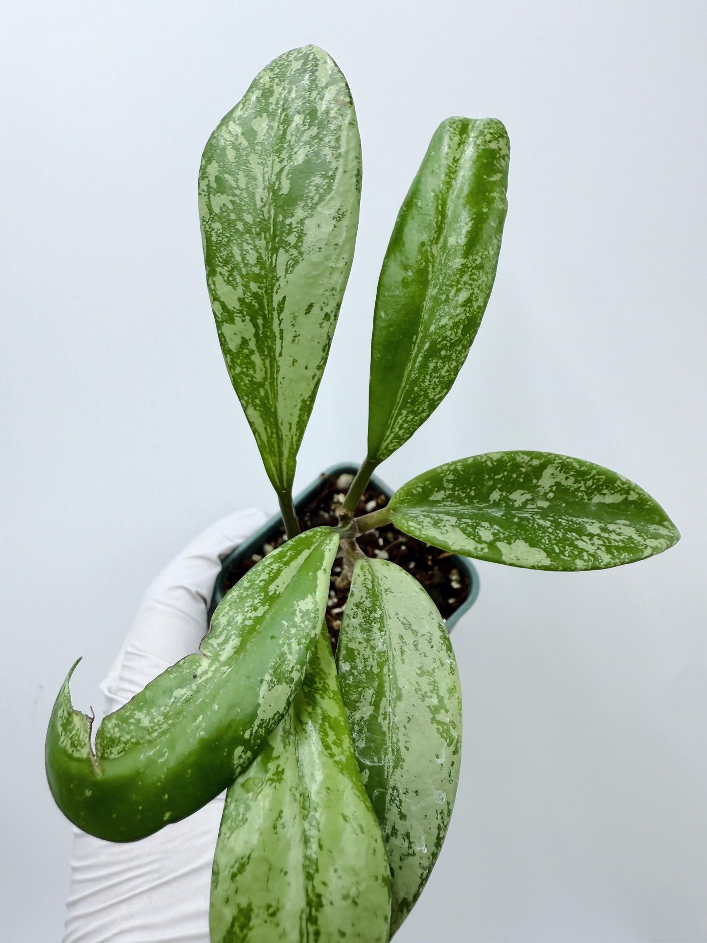 Hoya Pubicalyx Pink Silver Ghost