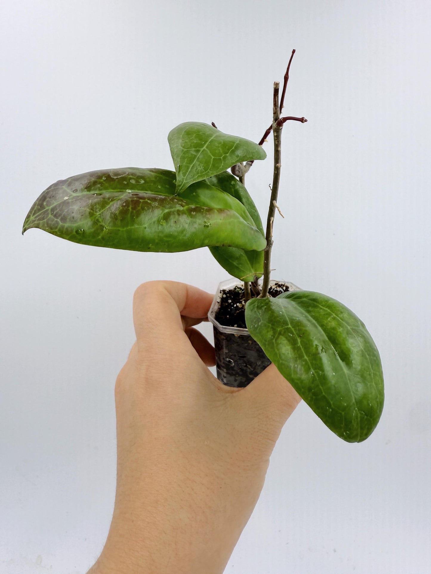 Hoya Swiffer's Dream