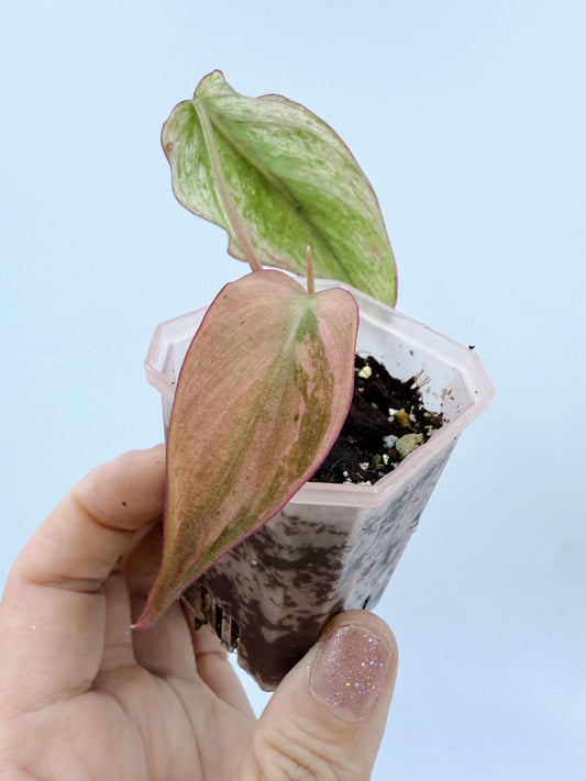 Philodendron Mican Mint Variegated