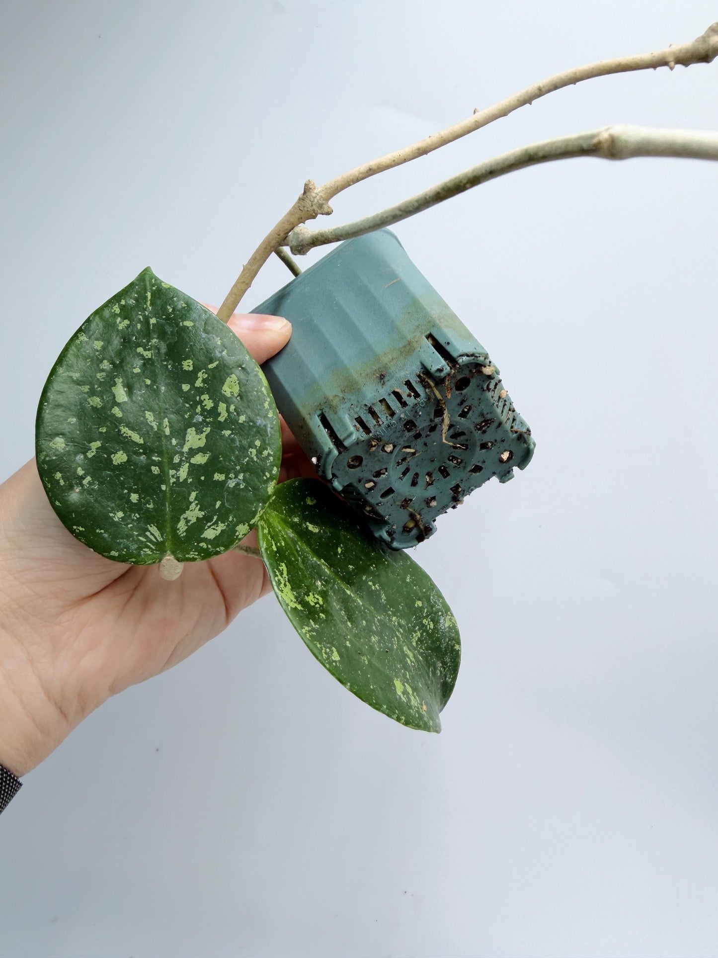 Hoya Verticillata Heart Leaves Splash