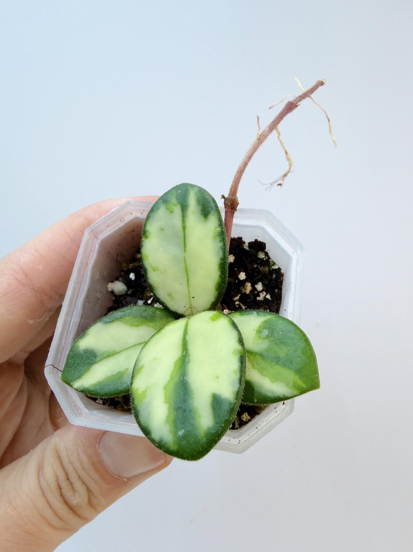 Hoya Mathilde Inner Variegated