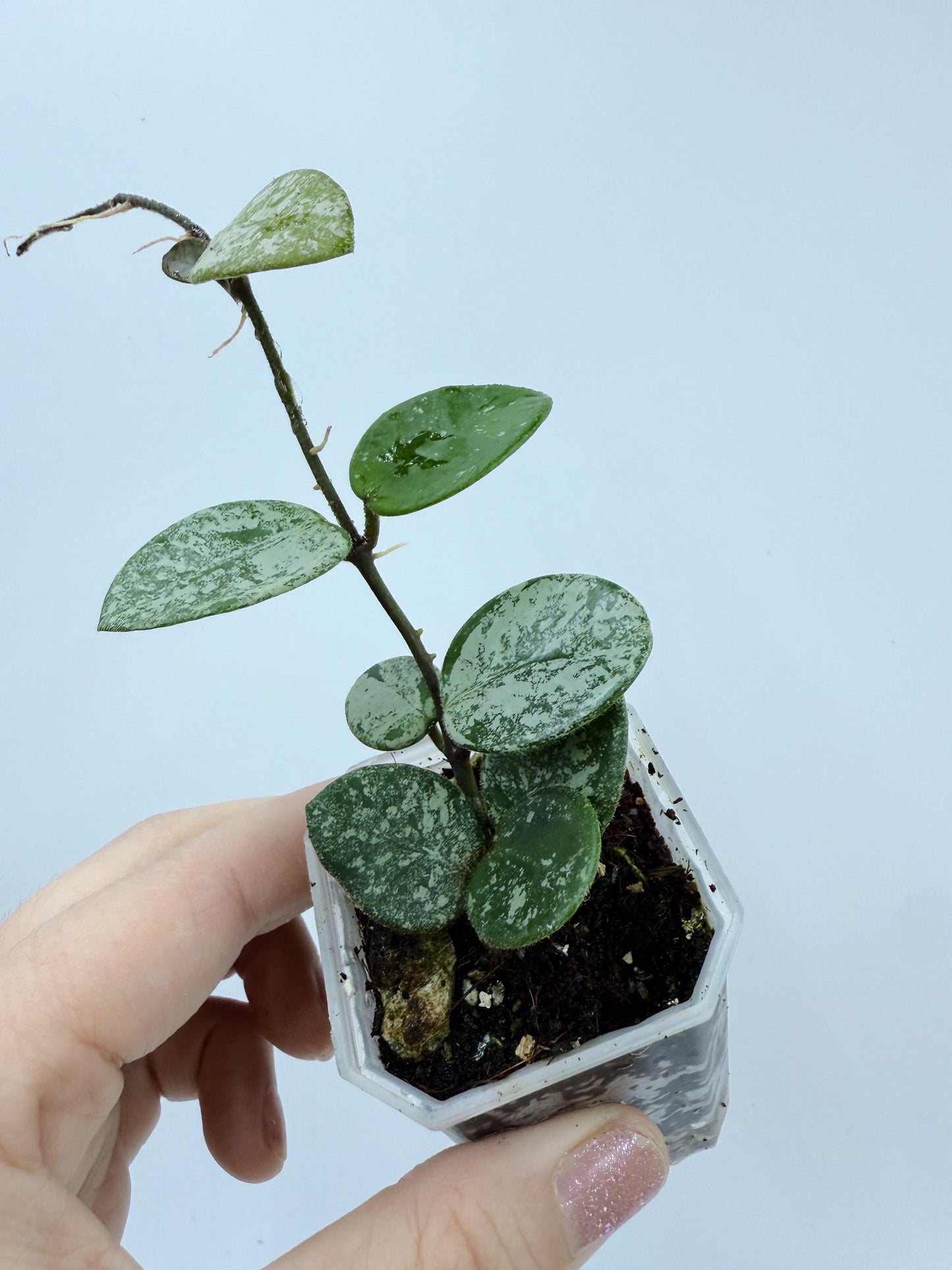 Hoya Mathilde Splash