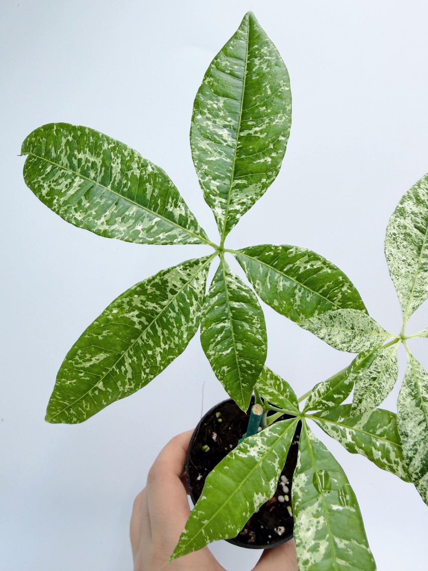 Variegated Money Tree